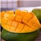 四川攀枝花凯特芒果 9斤装 单果400g以上 新鲜水果 产地直发 包邮